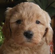 goldendoodle puppy