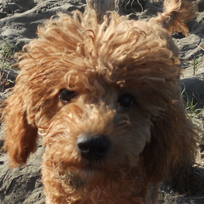 red mini poodle